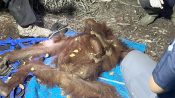 Sepasang orang utan, induk Raya dan anak Rayu, dievakuasi setelah ditemukan selamat dari kebakaran hutan dan lahan di Hutan Kota Sampit.