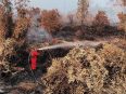 Petugas memadamkan kebakaran di lahan gambut Desa Tumbang Nusa, Kecamatan Jabiren, Kabupaten Pulang Pisau, Kalimantan Tengah.