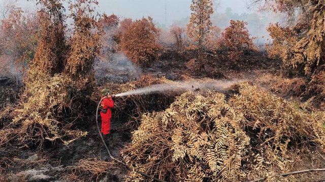 Petugas memadamkan kebakaran di lahan gambut Desa Tumbang Nusa, Kecamatan Jabiren, Kabupaten Pulang Pisau, Kalimantan Tengah.
