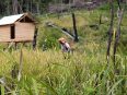 Seorang perempuan memanen padi di ladang bakar milik warga Desa Tumbang Habangoi, Kabupaten Katingan, Kalimantan Tengah.