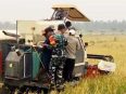 Panen padi varietas Nyai Undang di Desa Bina Jaya, Kecamatan Dadahup, Kabupaten Kapuas, Kalimantan Tengah.