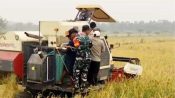 Panen padi varietas Nyai Undang di Desa Bina Jaya, Kecamatan Dadahup, Kabupaten Kapuas, Kalimantan Tengah.