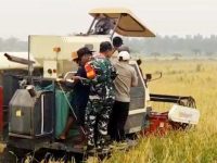 Panen padi varietas Nyai Undang di Desa Bina Jaya, Kecamatan Dadahup, Kabupaten Kapuas, Kalimantan Tengah.