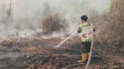 Relawan Damkar Putra Pahandut memadamkan kebakaran di lahan gambut di sekitar Kota Palangka Raya, Kalimantan Tengah.